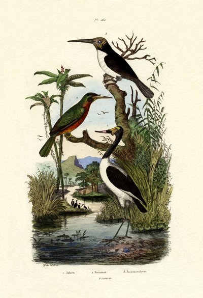 Jabiru by French School